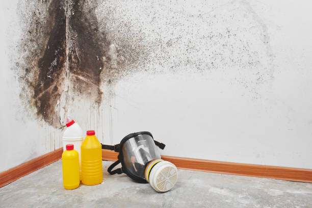 Best Professional Mold Removal  in Corbin, KY