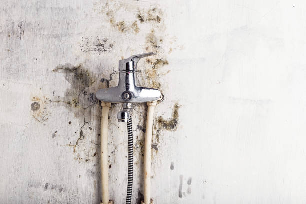 Best Mold Removal Company Near Me  in Corbin, KY