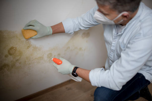 Best Toxic Mold Removal  in Corbin, KY