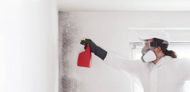 Best Black Mold Removal  in Corbin, KY