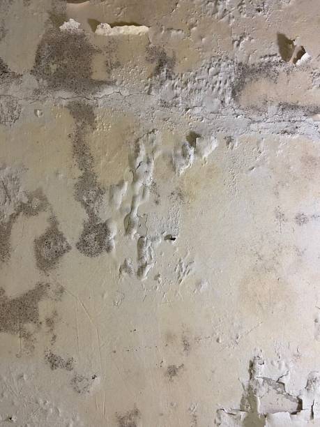 Corbin, KY Mold Removal Company