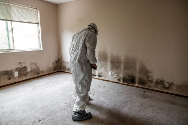 Best Mold Removal Process  in Corbin, KY