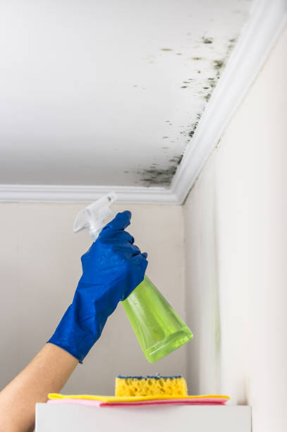 Best Emergency Mold Removal  in Corbin, KY