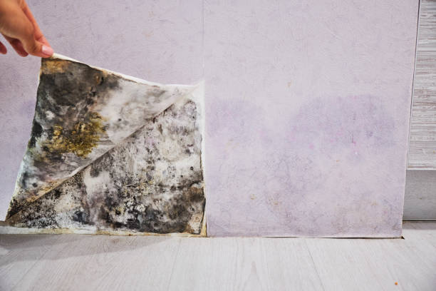 Best Residential Mold Removal  in Corbin, KY